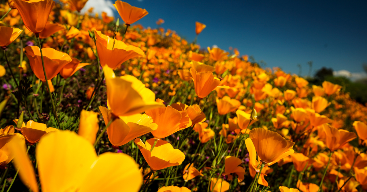 A Superbloom in 2023? Springs at Borrego RV Resort